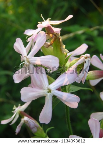 flowers of common soapwort, Saponaria officinalis,