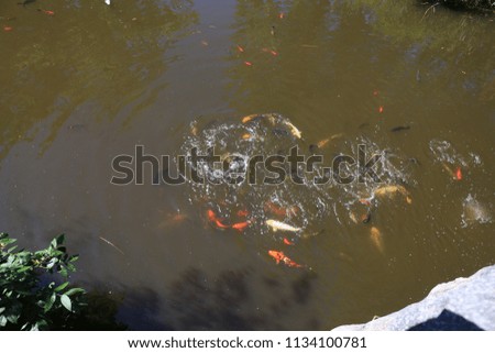 animal fish picture