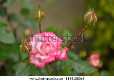 blooming pink rose with buds close up