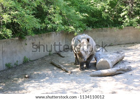 animal rino picture