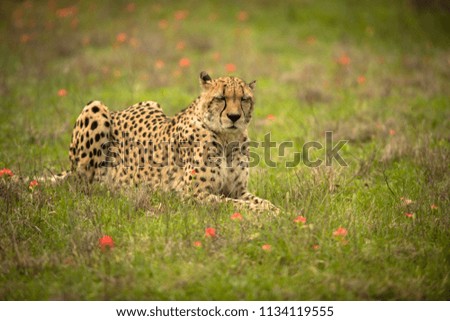 A cheetah at rest