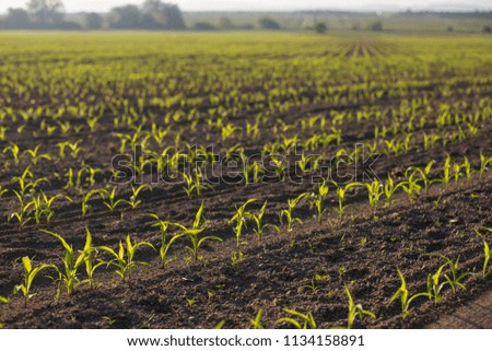 Backlit young maize seedling (Zea mays) growing on corn field in spring. Beautiful agricultural countryside during sunrise golden hour. Saplings in lines with shining yellow green leaves in backlight.