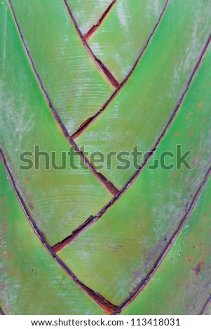 Details of leaf stalk of traveler palm
