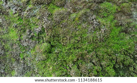 Green moss on the wall, suitable for background image.