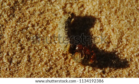 Desert Fire Ant Devouring a Pinacate Beetle Larvae