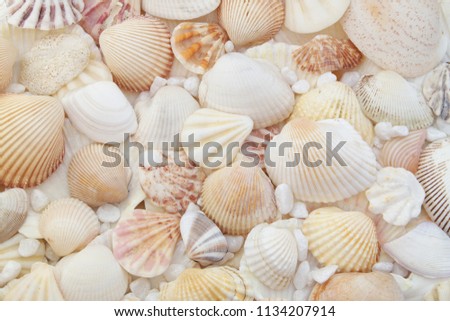 Seashells as background, sea shells collection Royalty-Free Stock Photo #1134207914