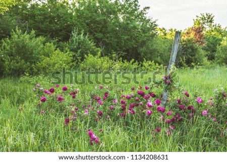 Bushes of wild roses in the field