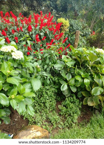 Nice greenery in garden with green plants