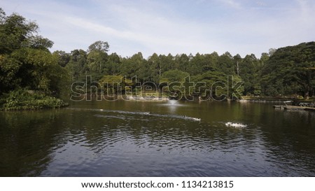White ducks swimming in a pond
