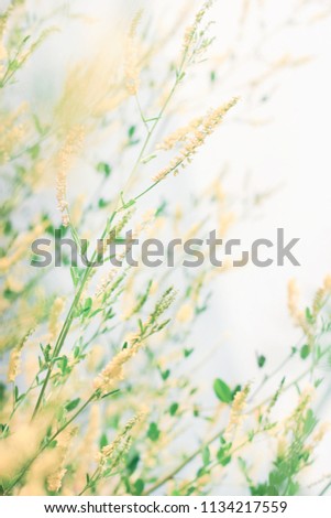Delicate wildflowers windy and light pastel colors. Beautiful tender nature background vertical.  Royalty-Free Stock Photo #1134217559