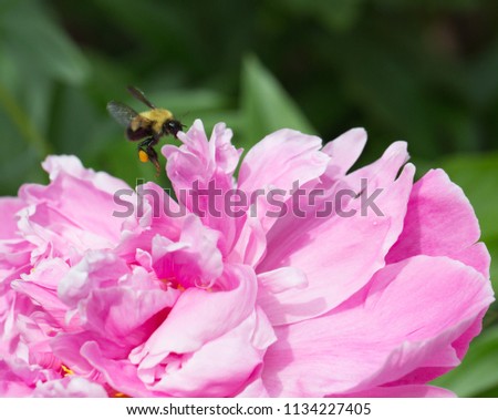 Pink Peony  Bumblebee Closeup