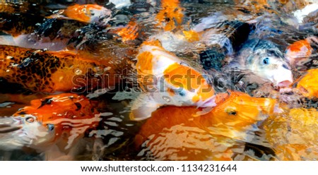 colorful Japanese koi carp swimming  in the pond