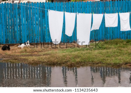 Rabbits are playing in the  grass on river ashore  under drying clothes