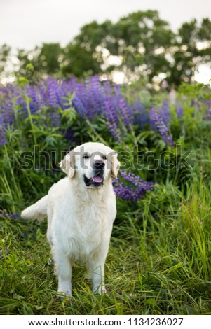 Profile portrait of lovely golden retriever dog standing in the green grass and violet lupinus in summer at sunset