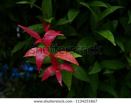Colorful leaves in Thailand