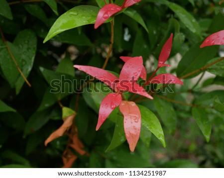 Colorful leaves in Thailand
