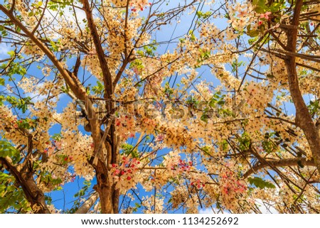 Pink shower tree flowers (Cassia bakeriana) on blue sky background. Cassia bakeriana, commonly called Wishing Tree, Pink Shower, is a small flowering tree native to forested areas of Thailand.
