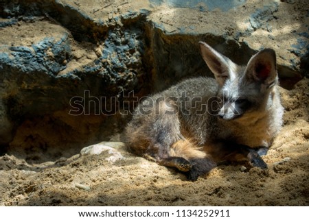 Bat-eared Fox, Otocyon megalotis.