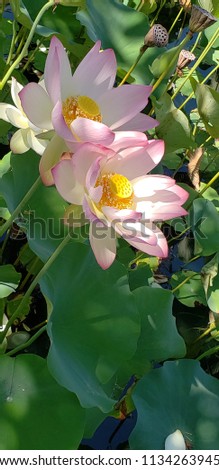 Lotus Flower Blooms at a very Auspicious day in  Lotus Festival 