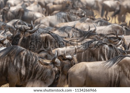 It is a picture big herd of wildebeest. These are good pictures of wildlife. Photos were taken on short distance and with excellent light.