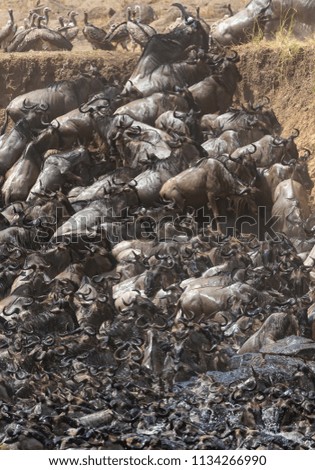 It is a picture big herd of wildebeest. These are good pictures of wildlife. Photos were taken on short distance and with excellent light.