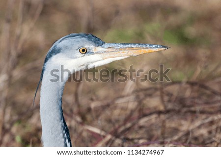 Close up portrait of a grey heron (ardea cinerea). The bird is alert and staring with an intense look.