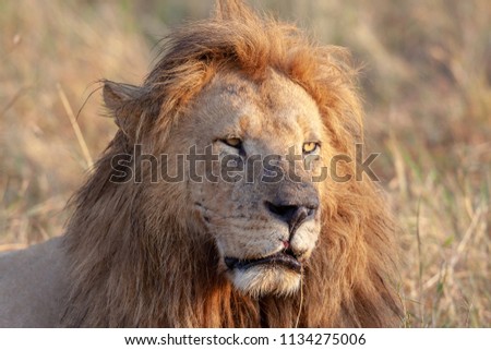 It is a picture of male lion. These are good pictures of wildlife. Photos were taken on short distance and with excellent light.