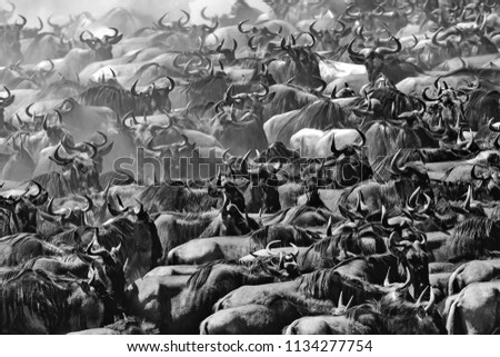 It is a picture huge herd of wildebeest. These are good pictures of wildlife. Photos were taken on short distance and with excellent light.