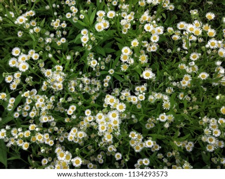 daisies on a green background