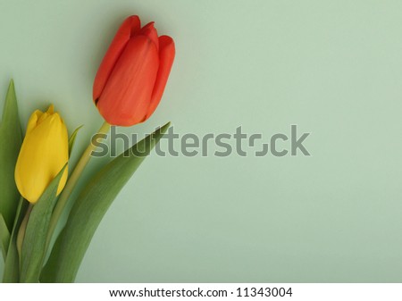 Nice red and yellow tulips on pastel green background