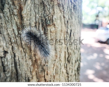 Slug furry black hairy caterpillar on tree,worm.