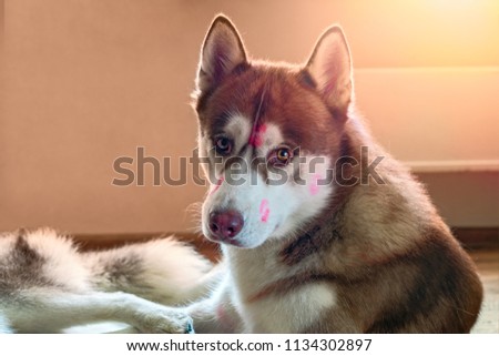 Portrait brown Siberian husky with red lipstick marks kiss on head. Husky dog looking at camera. Cute sled-dog lies in warm sunlight from window. Copy space.