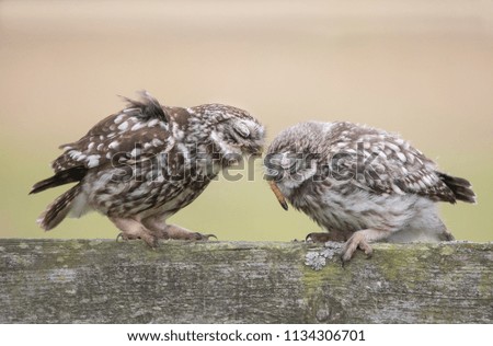 Feeding time for owls