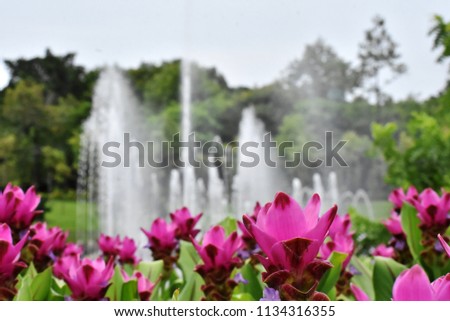 A closeup picture of flowers and fountain (Scientific name: Curcuma cv. Bangkok Ruby  flower.)