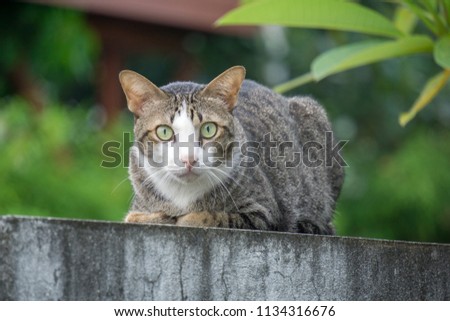 Full body of Brown and grey color cat that has white triangle on his face and neck sitting on the edge of the concrete wall with evergreen tree background