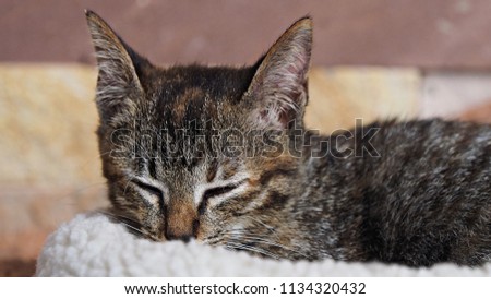 Cute brown kitten sleeping in white soft cozy bed . Close up on lovely little cat.