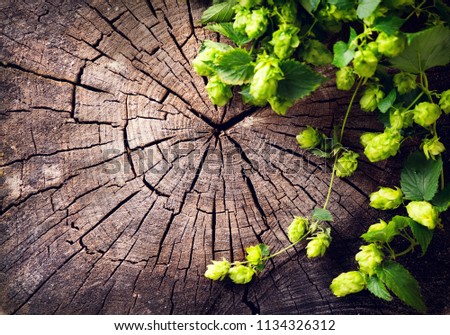Hop twig over old wooden table background. Vintage style. Backdrop of Beer production ingredient. Brewery. Fresh-picked whole hops art frame design. close-up. Brewing concept wallpaper. Flatlay