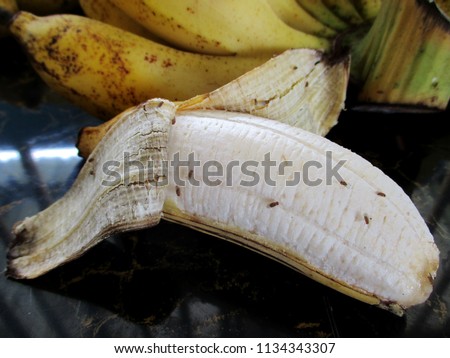 Drosophila on ripe banana in the kitchen are it contagion come to man Royalty-Free Stock Photo #1134343307