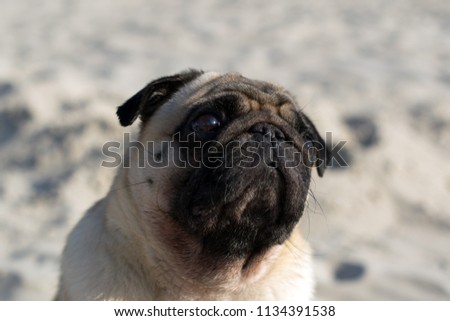 portrait of a pug dog with big sad eyes and a questioning look on the beach