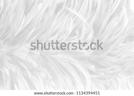 Beautiful white feather pattern texture background for Decorative design wallpaper and other