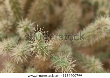 A large cactus with thorns in the wild spiny background close up