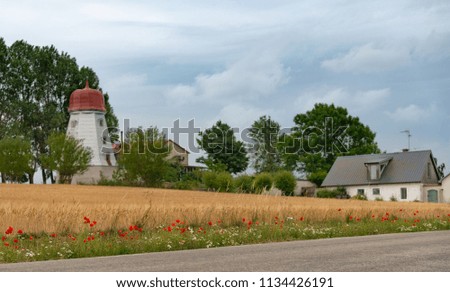 Red poppies on the edge of a yellow wheat field. Scandinavian pastoral landscape. A Stock photo.