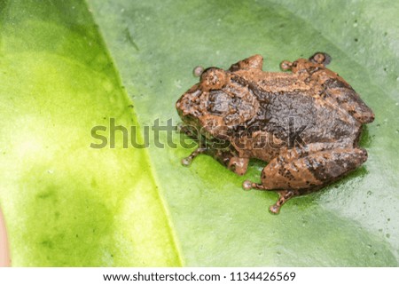 Amazing Nature jungle view of beautiful Frog of Borneo Island