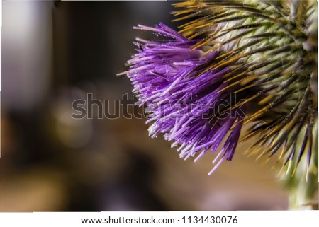 Thistle in front with its flower