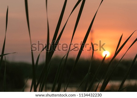 Beauty of sunset silhouette of nature plants. 
