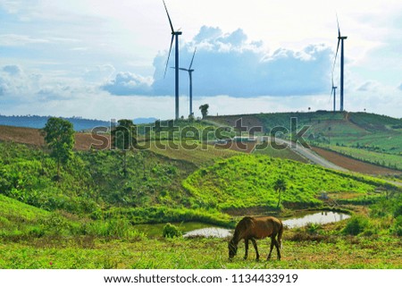 Brown horse graze in a windmill field.