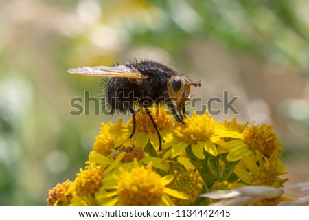 Tachina grossa fly nectaring. The largest European tachinid, in the family Tachinidae, with hairy black thorax and abdomen