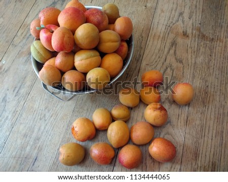 Close up of freshly harvested delicious home grown organic apricots from english country garden in summer in metal colander viewed from above looking down with wood floor background 

