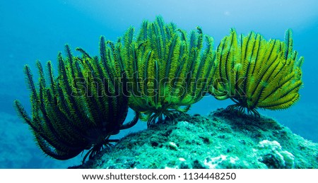 Underwater wildlife in Okinawa
