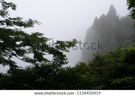 Foggy forest, misty